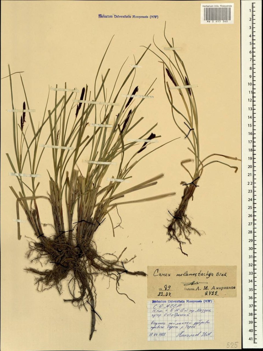 Молодые побеги тростника