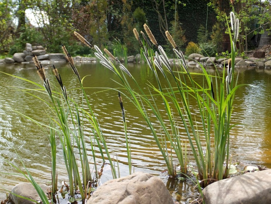 Осока черноколосая