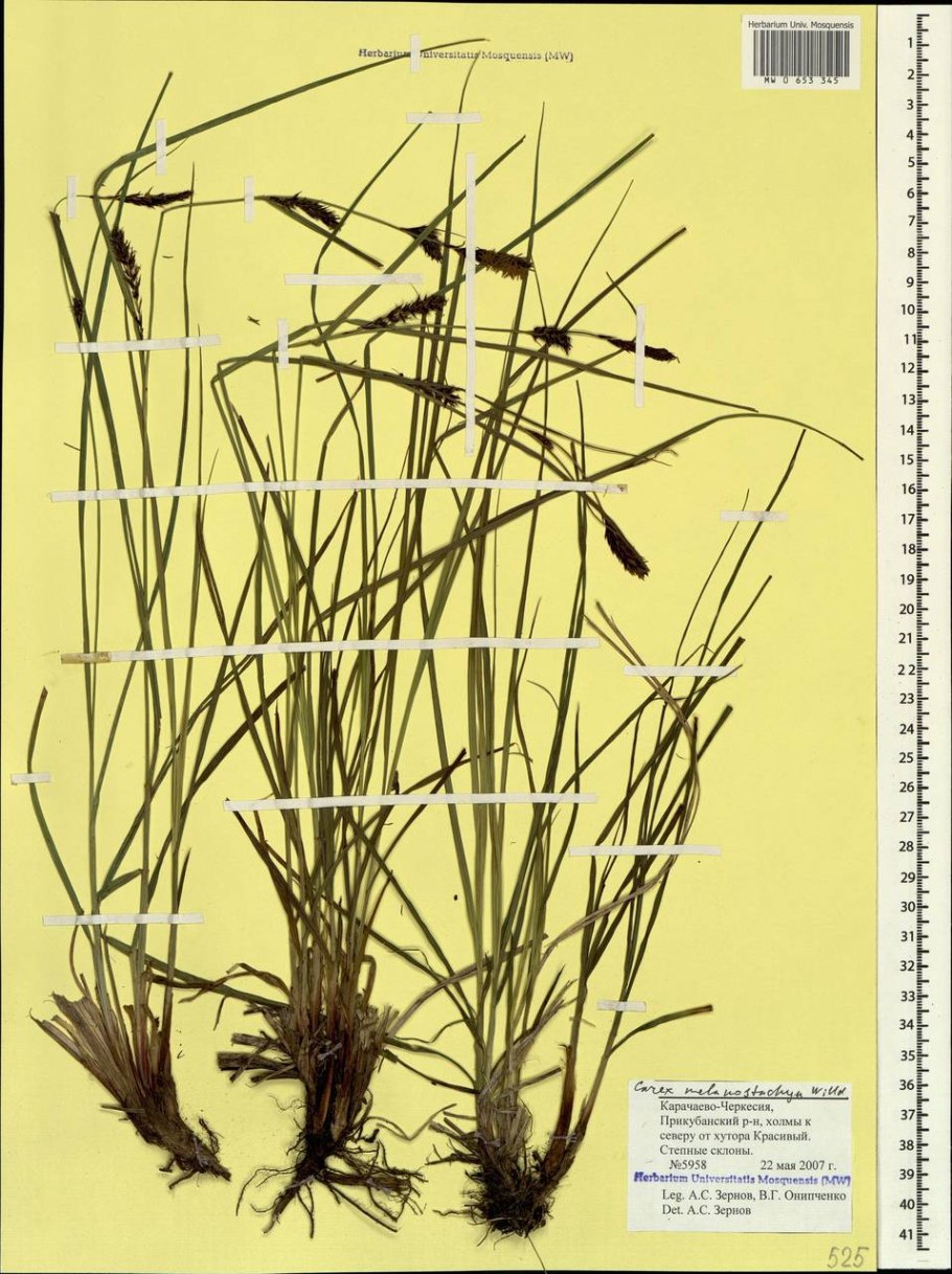 Осока Арнелла (Carex arnellii)