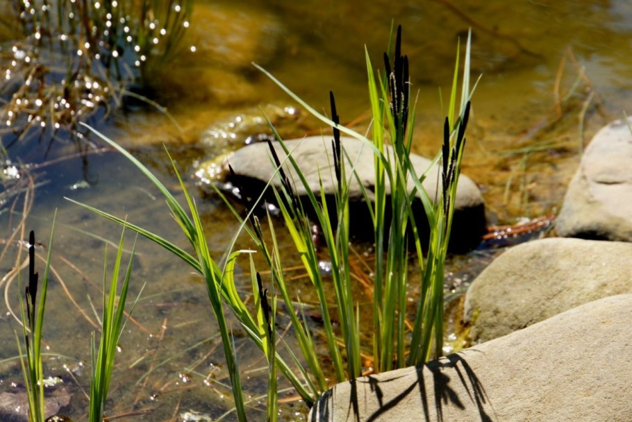 Осока черноколосая