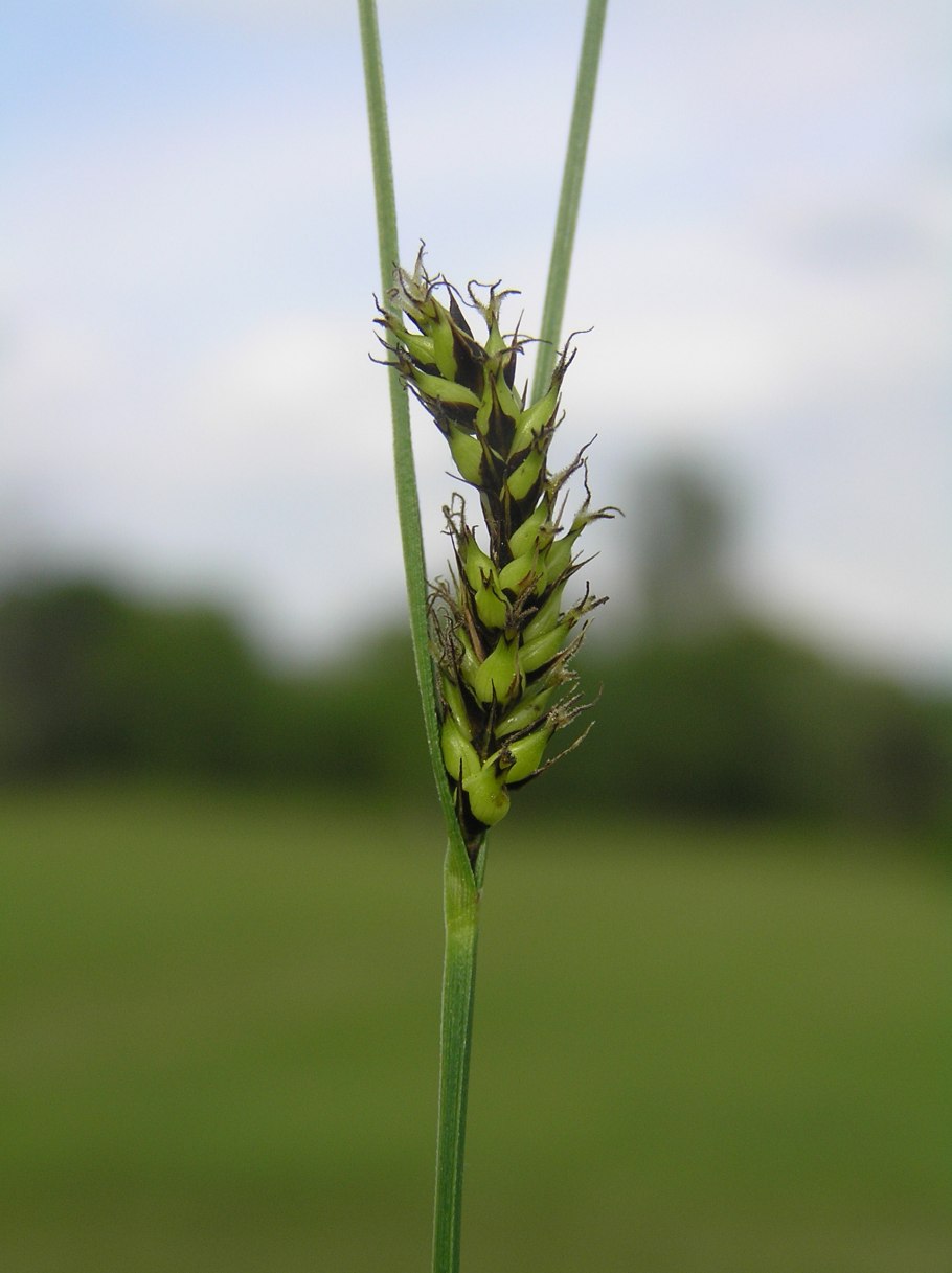 Осока Береговая Carex Gloria