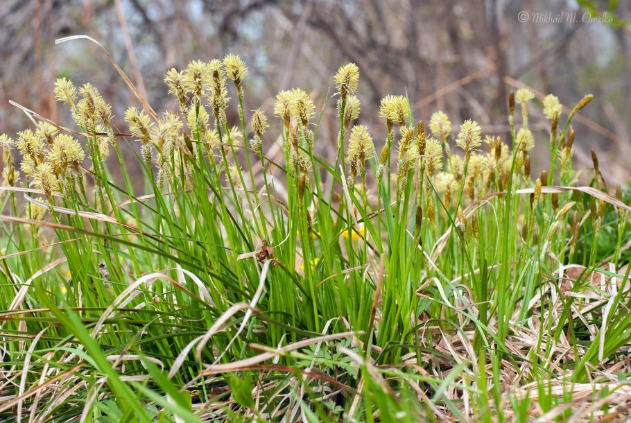 Осока трава Болотная