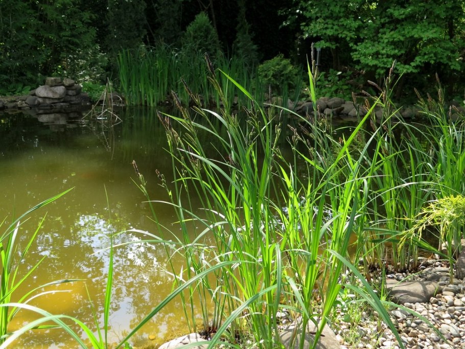 Осока многолистная