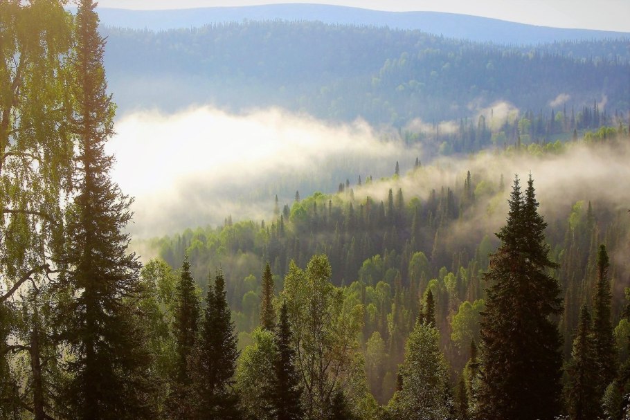 Елово пихтовая тайга