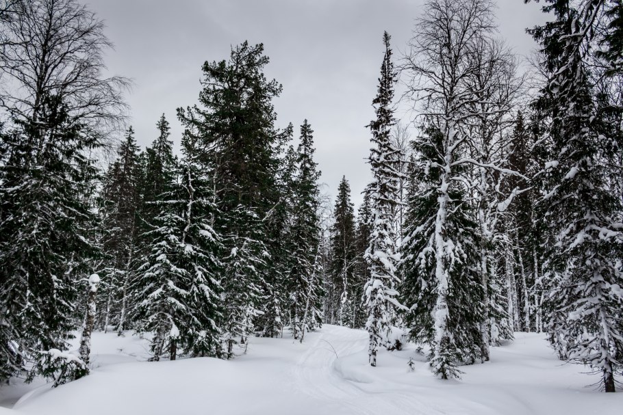 Климат тайги в России