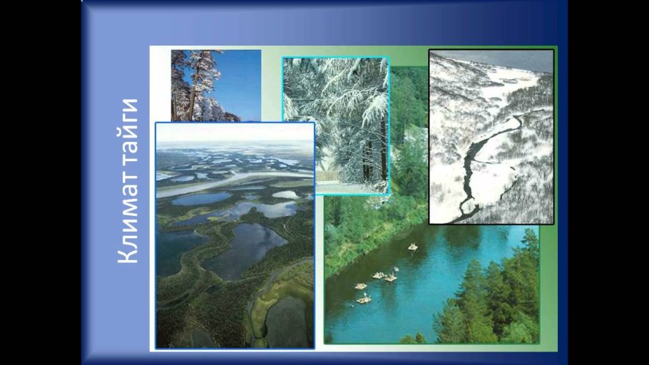 Тайга природная зона