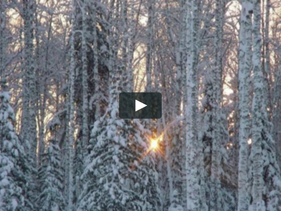 Тайга лес Новосибирск
