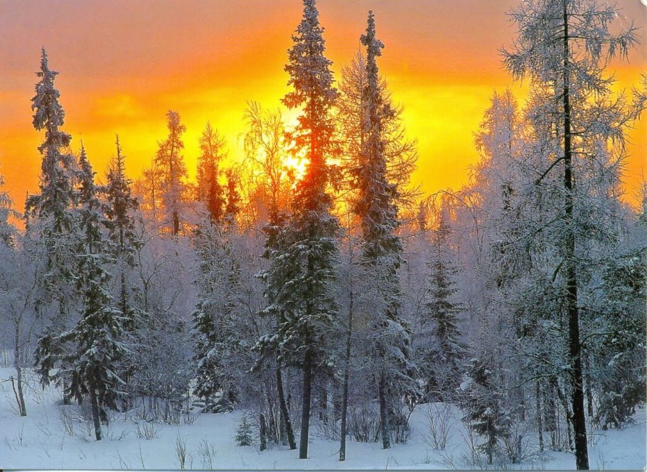 Зимняя тайга