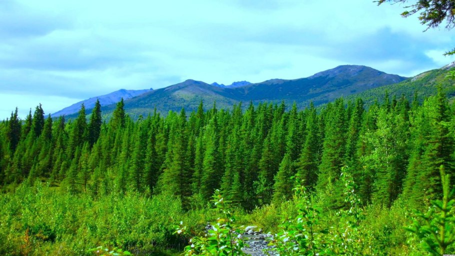 Климат тайги