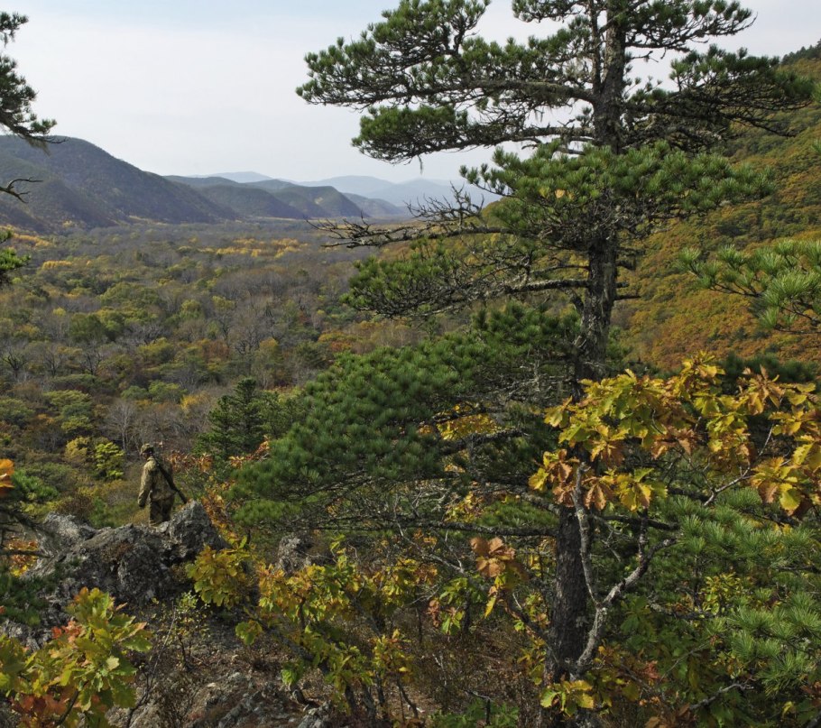 Приморский край уссурийская тайга