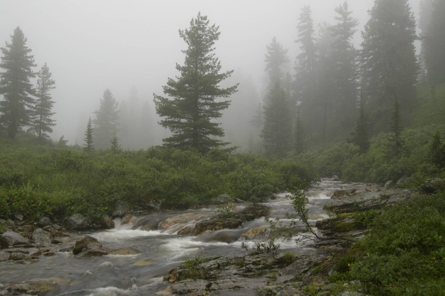 Глухая тайга сибири