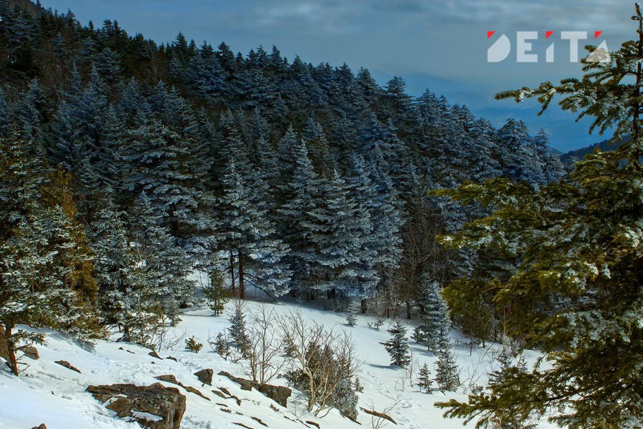 Зимняя уссурийская тайга