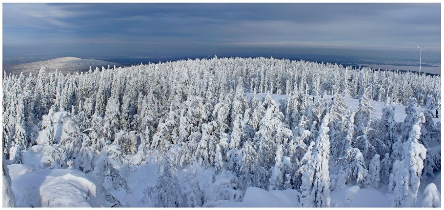 Лес Тайга Сибирь климат