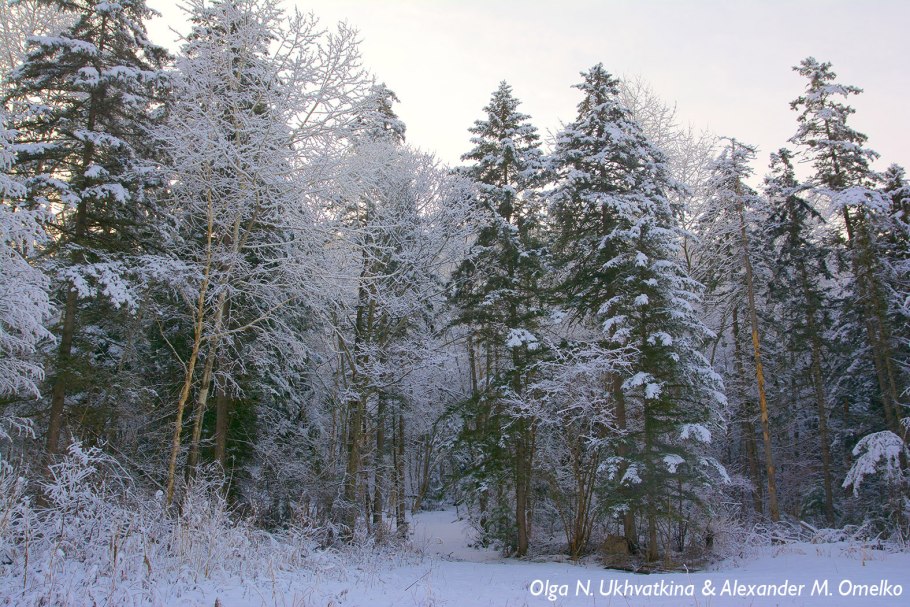 В зимнем лесу