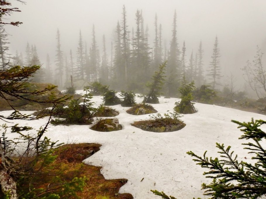 Южная Тайга Западной Сибири