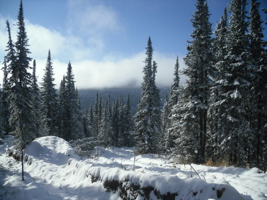 Восточно Сибирская Тайга зимой