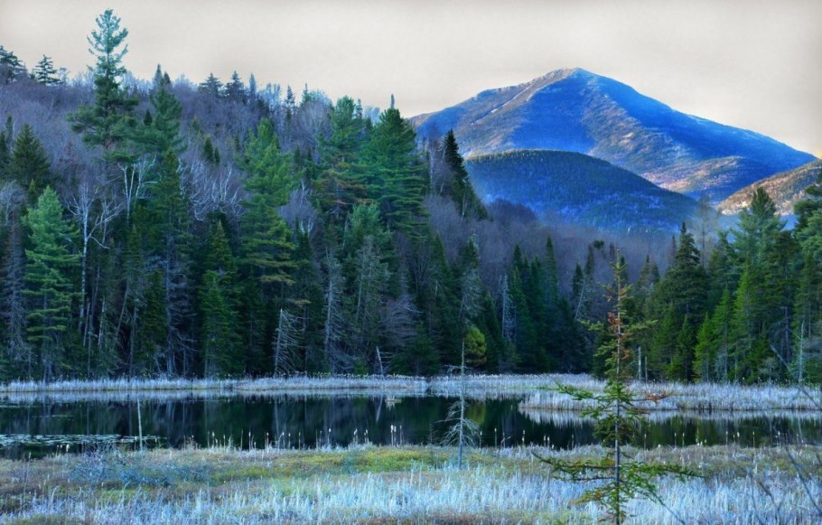 Бореальные леса Аляска