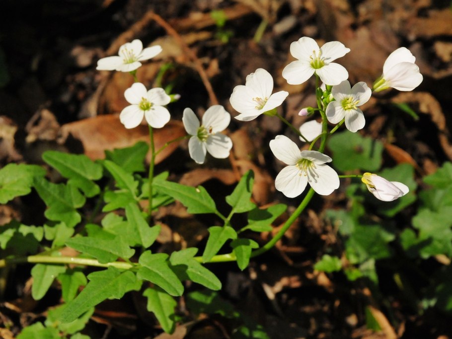 Cardamine trifolia
