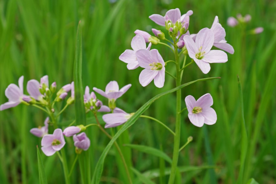 Cardamine pratensis