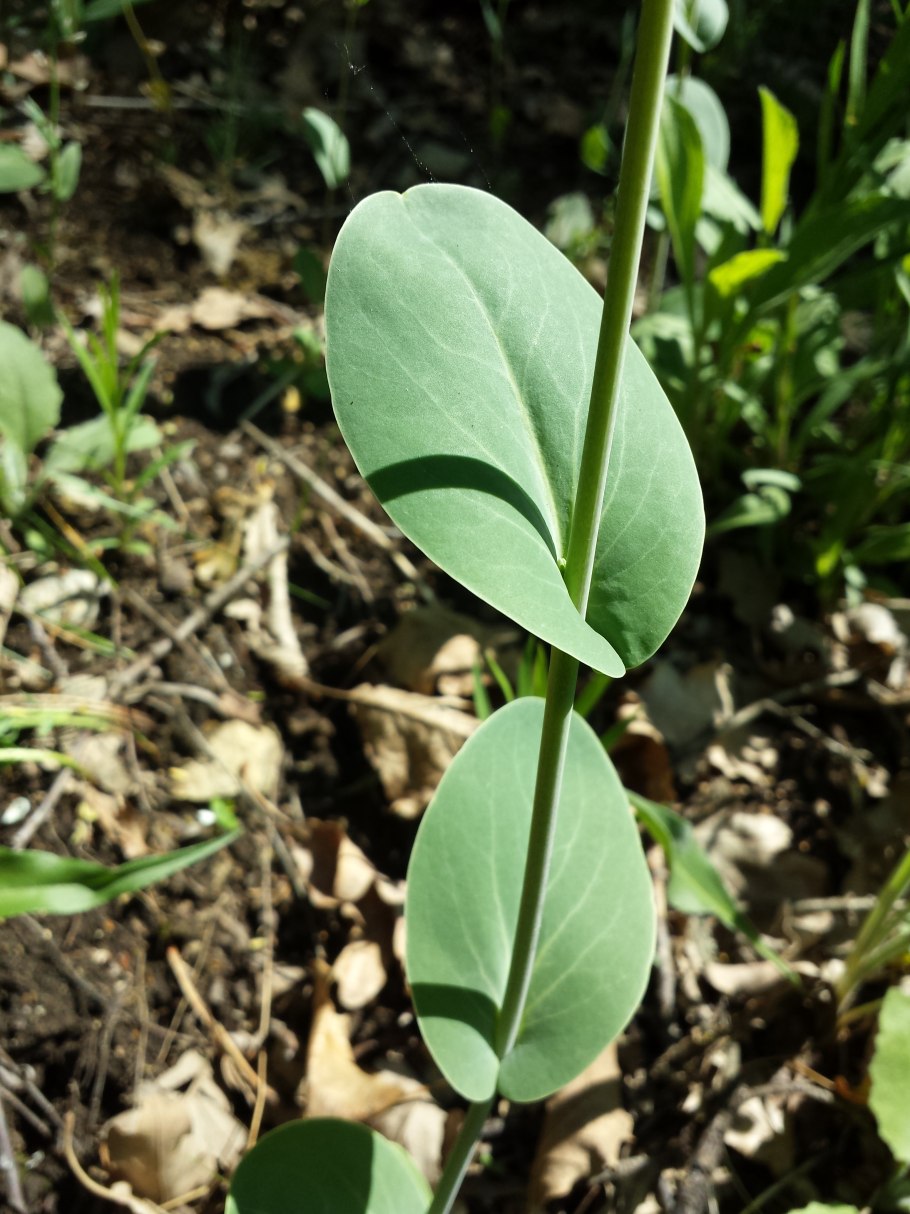 Конрингия Австрийская