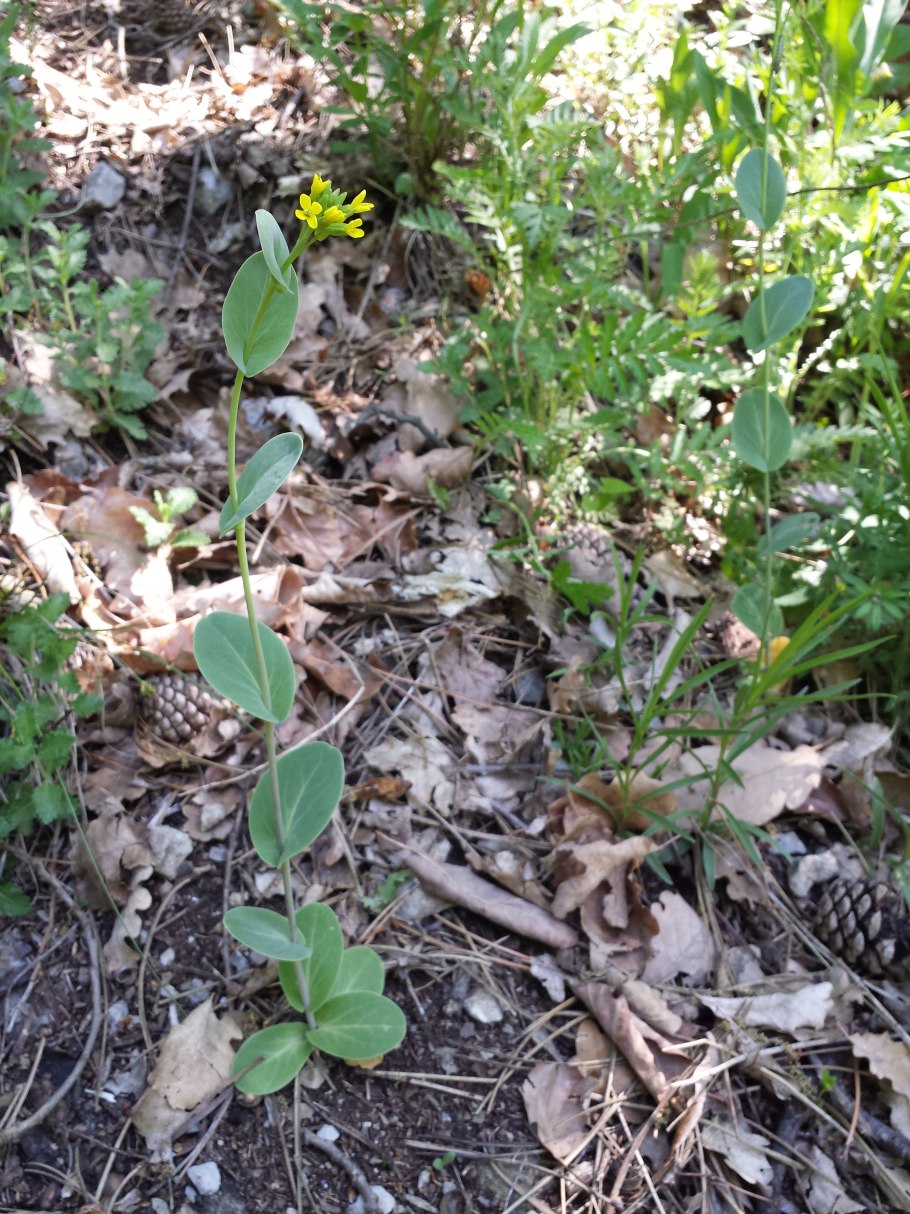 Конрингия Австрийская