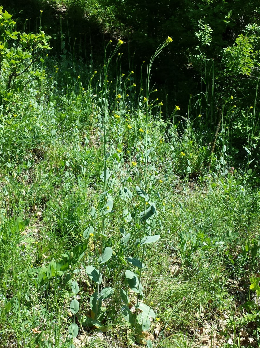 Conringia orientalis