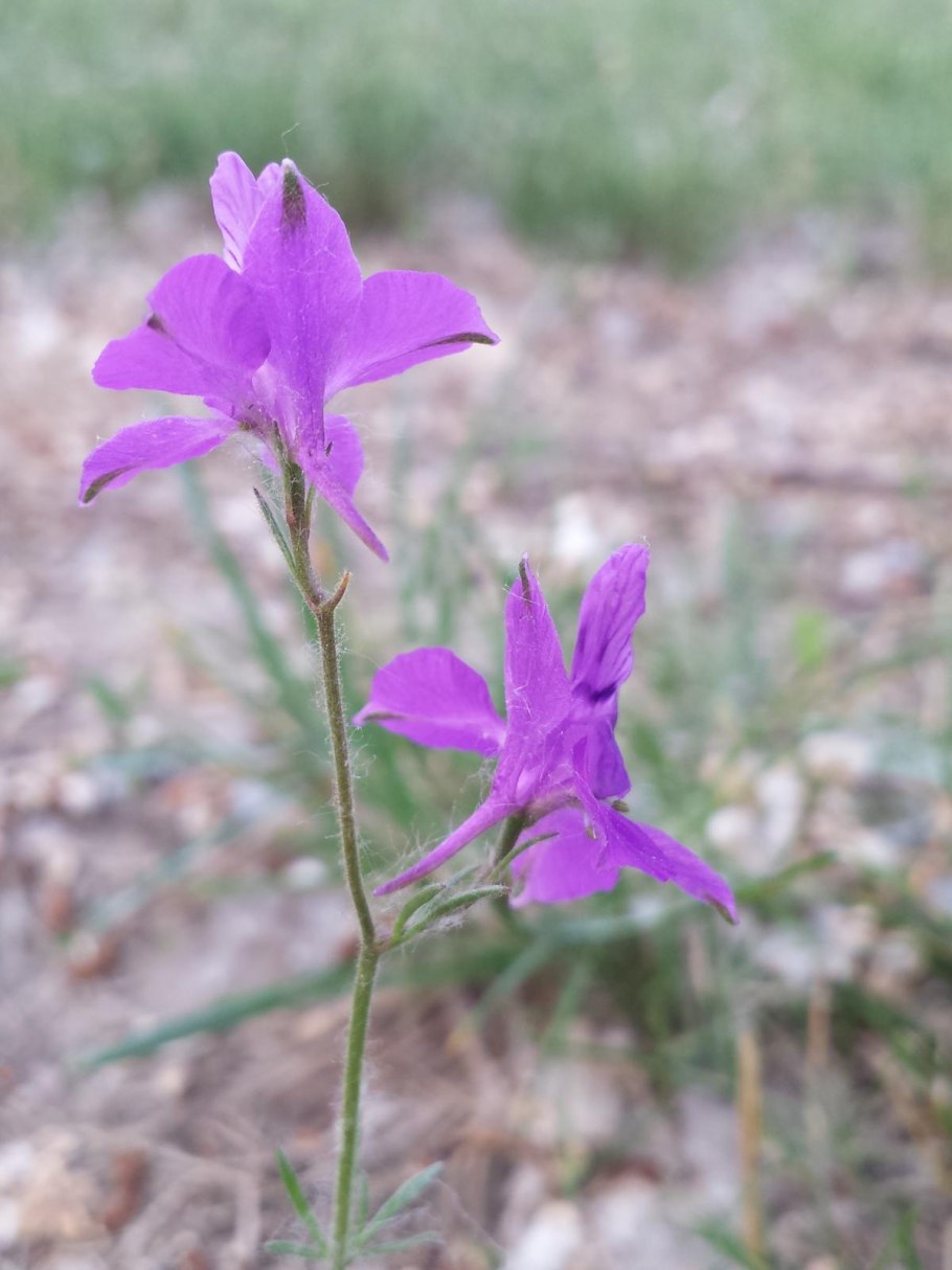 432. Conringia orientalis