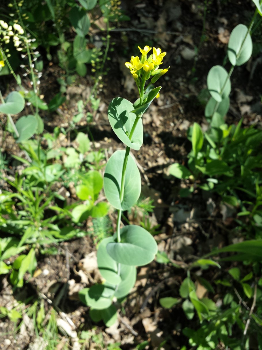 Консолида Восточная