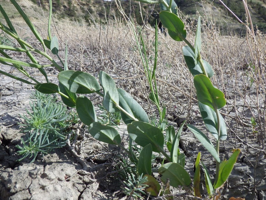 432. Conringia orientalis