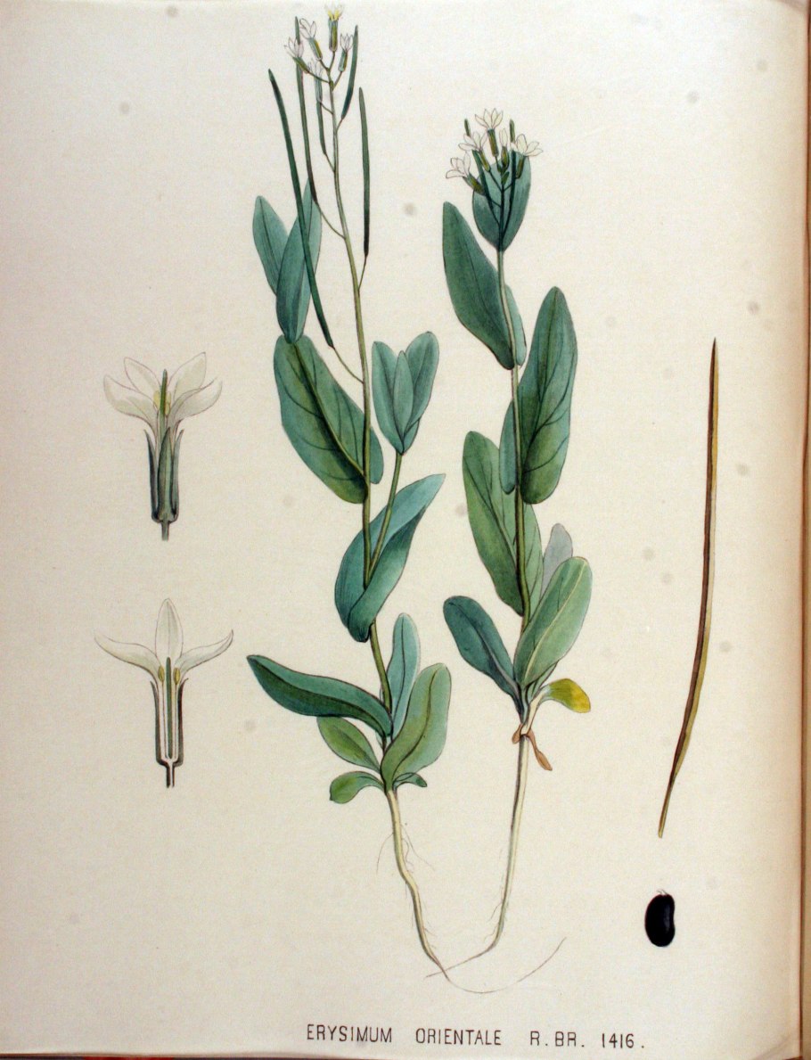 Конрингия растение