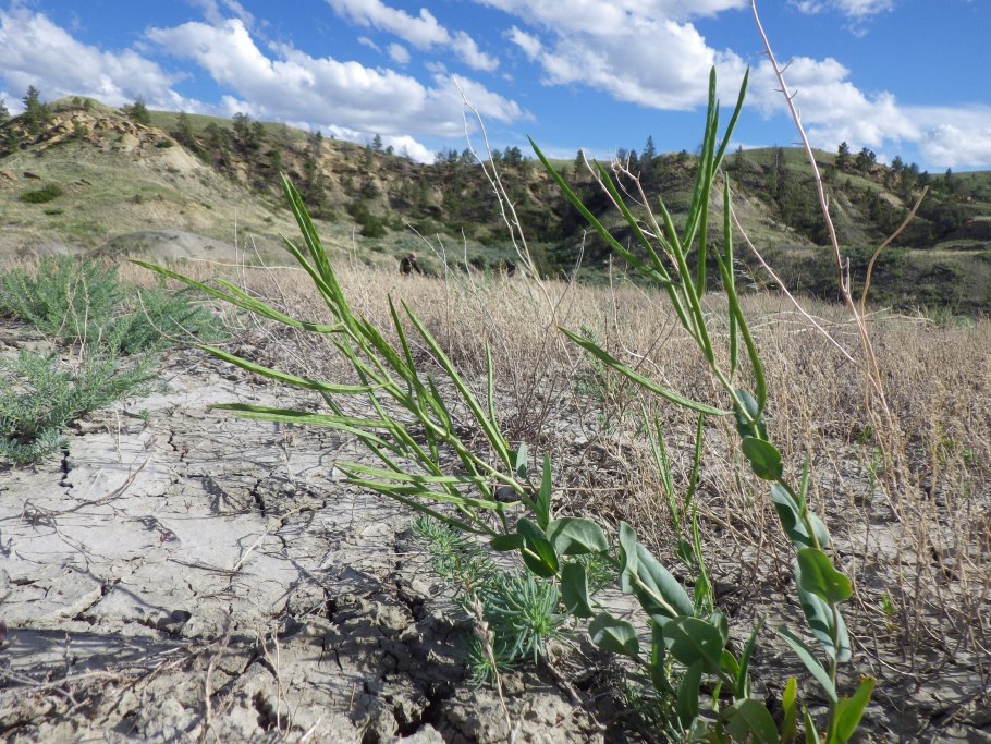 Halimocnemis longifolia