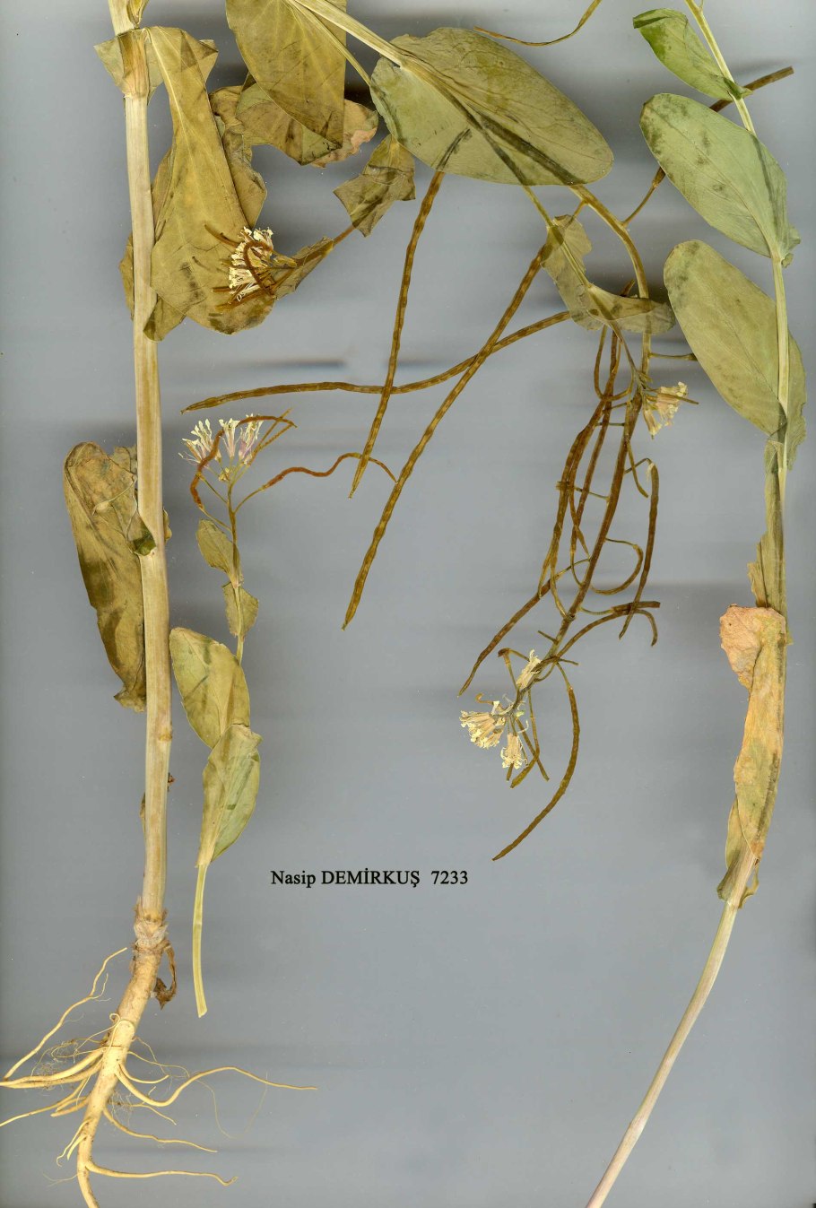 Бальзам заживляющий