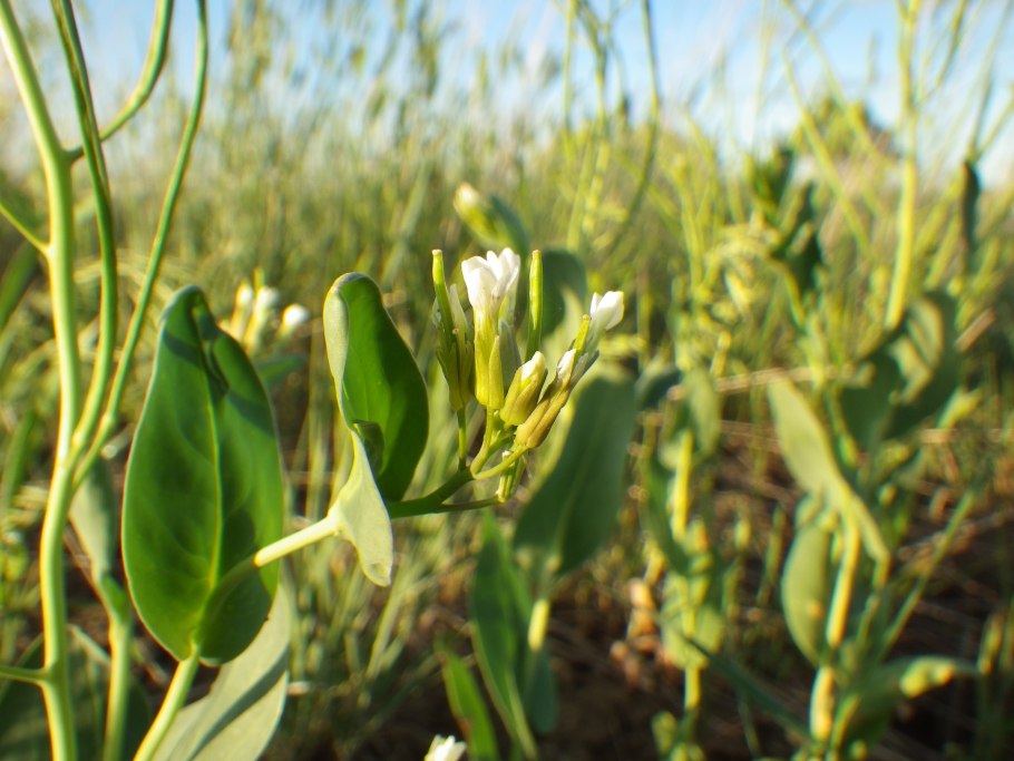 Конрингия Восточная Conringia orientalis (l.) Dumort.
