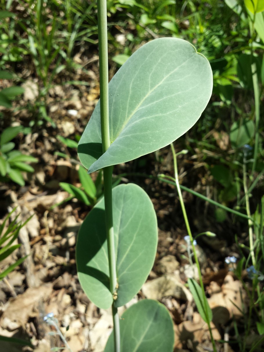 Конрингия сорняк