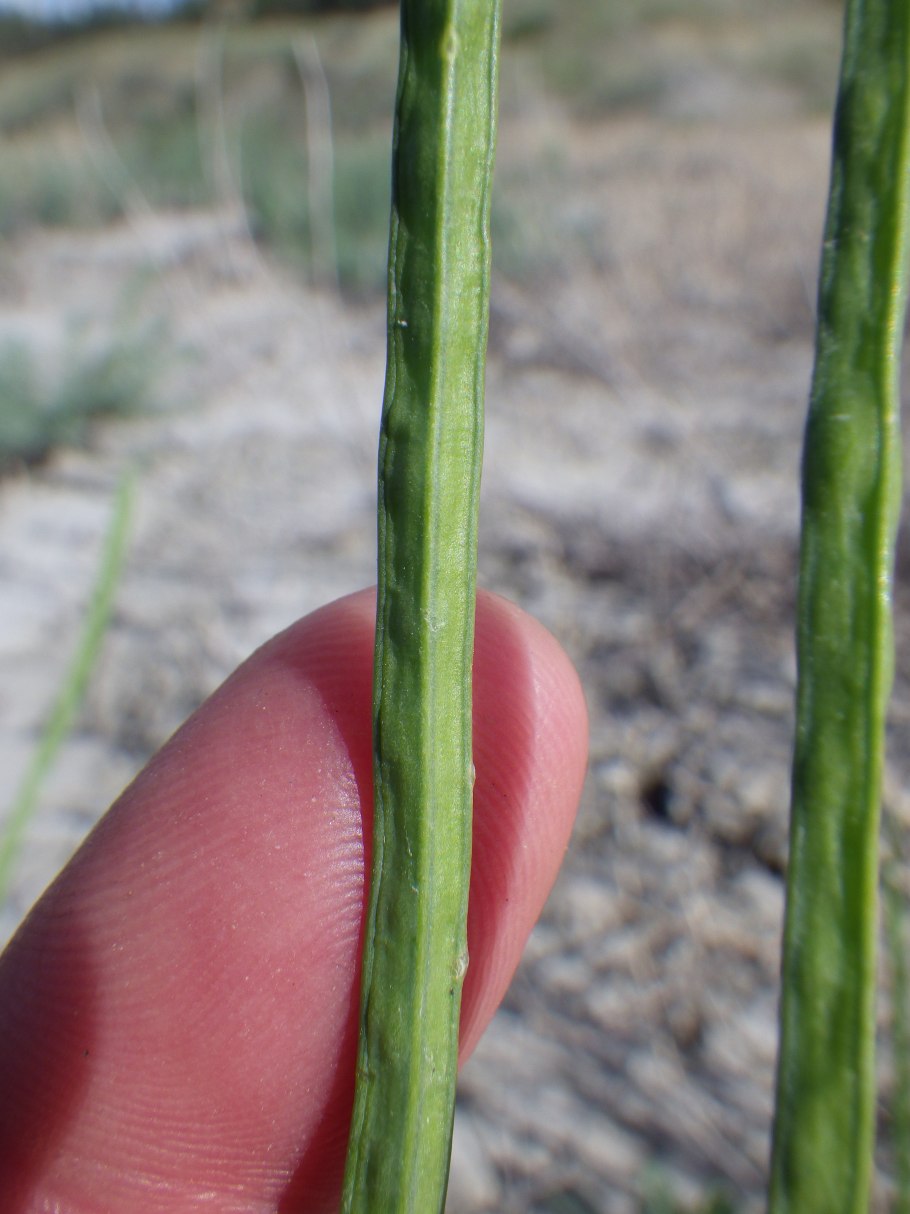 Conringia orientalis l. ANDZ