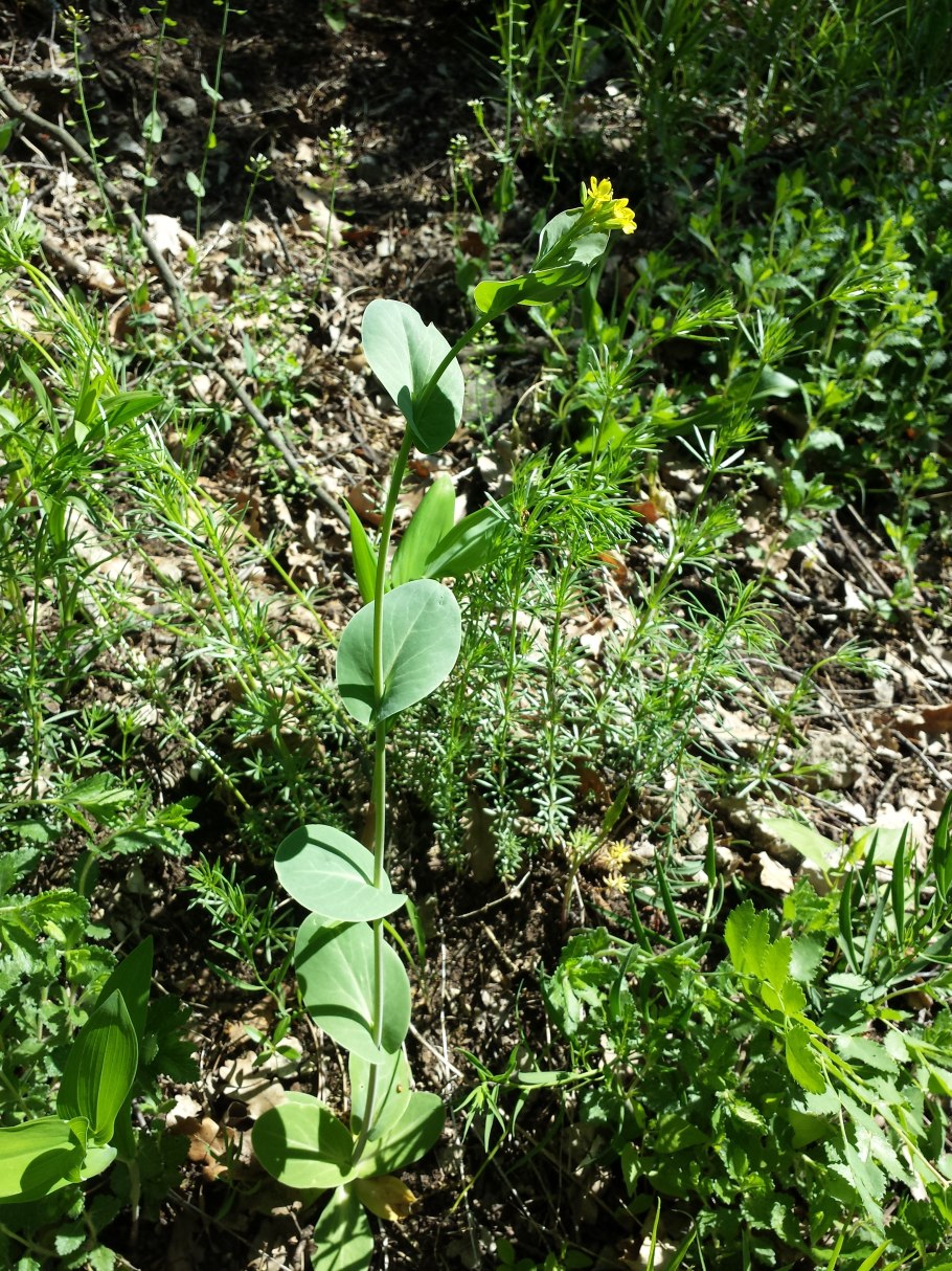 Conringia orientalis