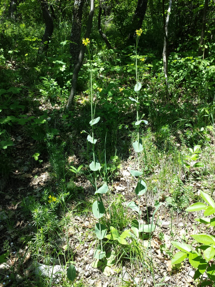 Конрингия Австрийская