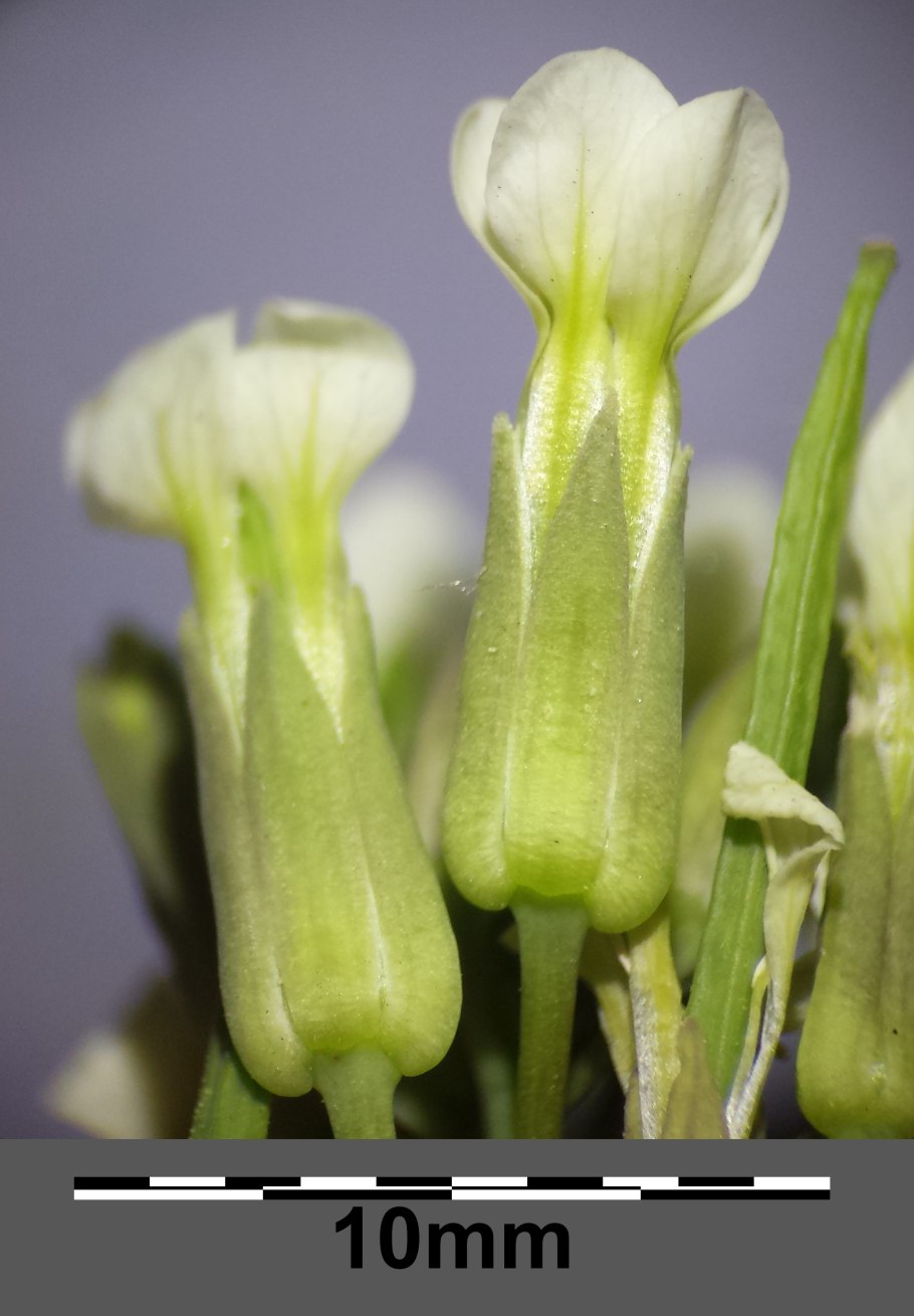 Conringia orientalis