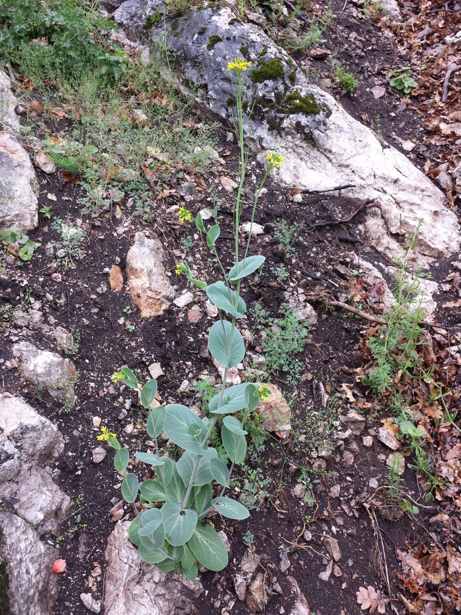 Как избавиться от Конрингия