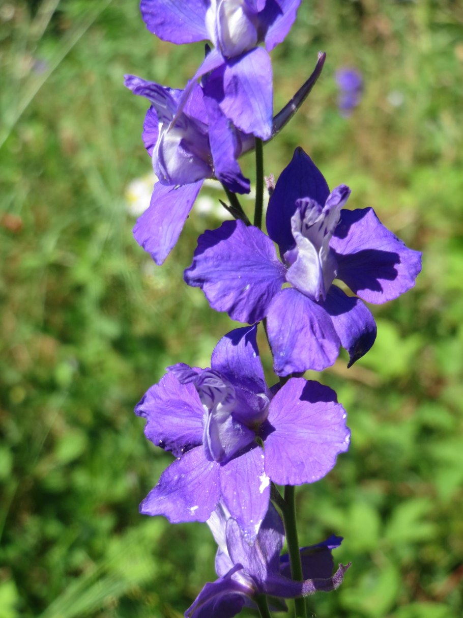 Consolida orientalis цветок