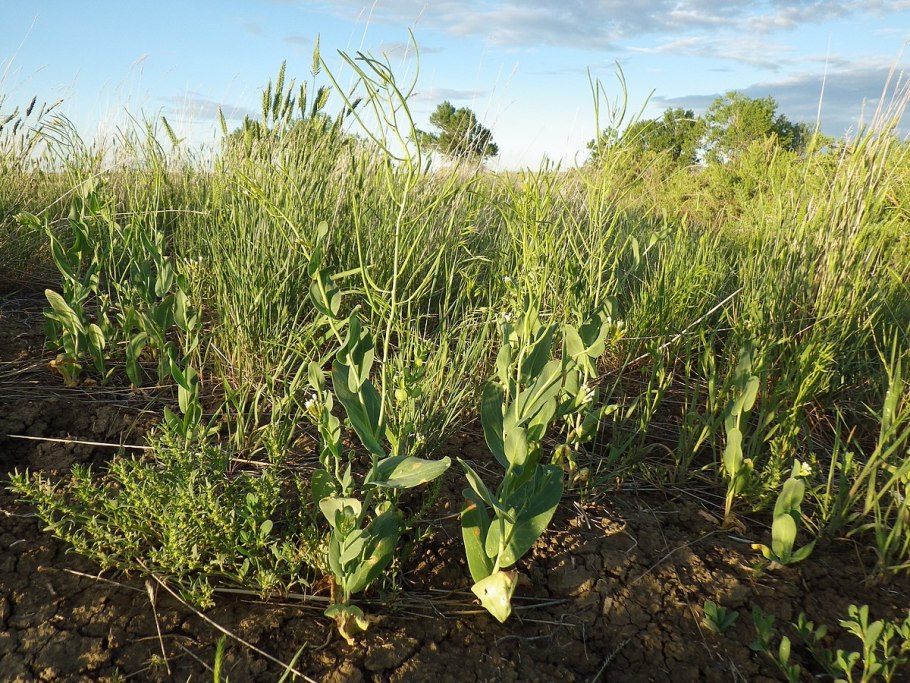 Конрингия сорняк