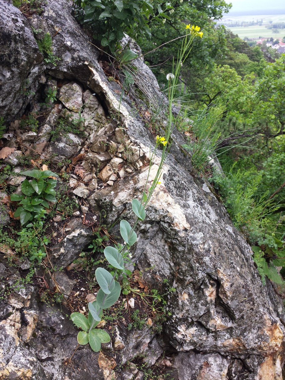 Конрингия Австрийская