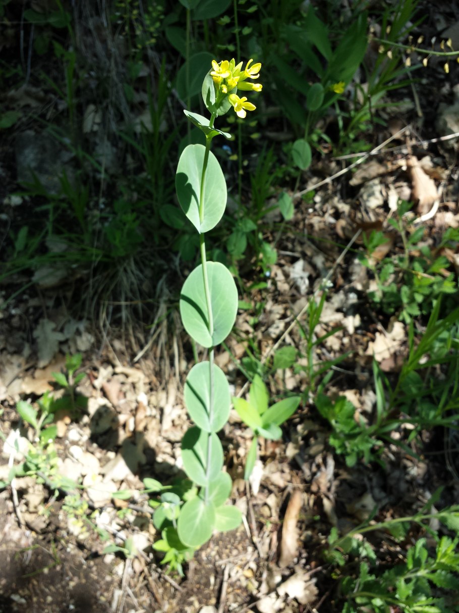 Ложечная трава лекарственная