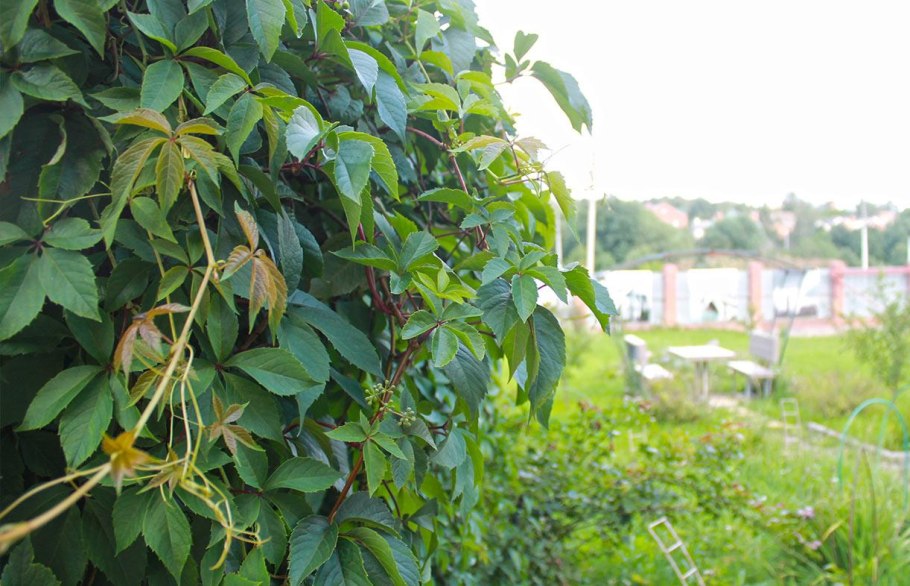 Consolida regalis Flower