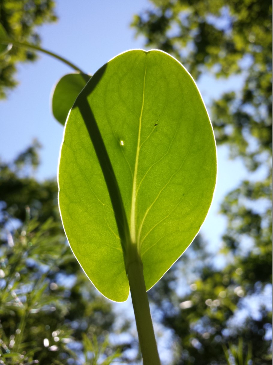 Conringia orientalis l. ANDZ