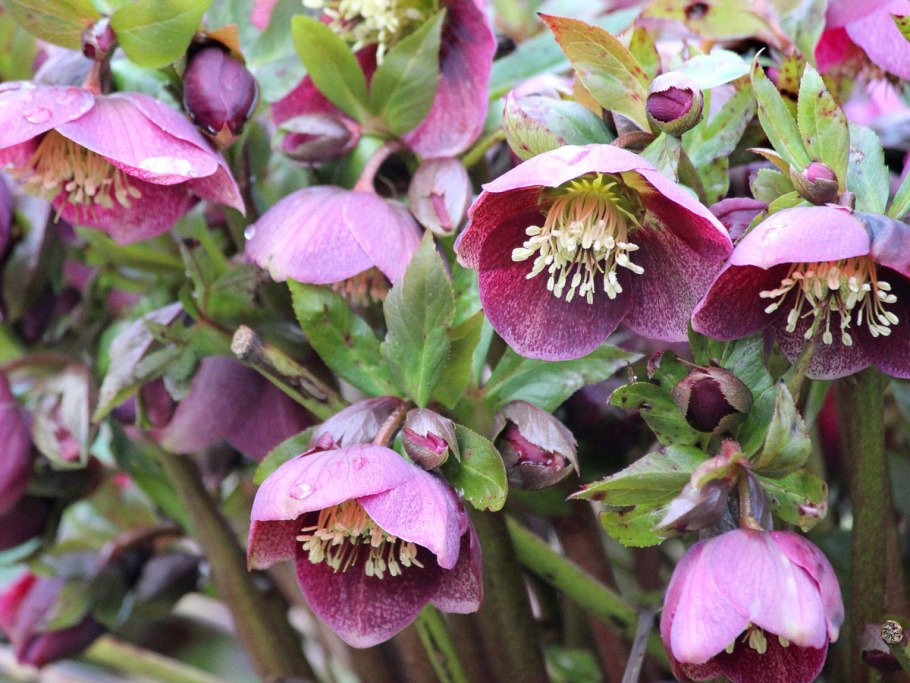 Морозник геллеборус