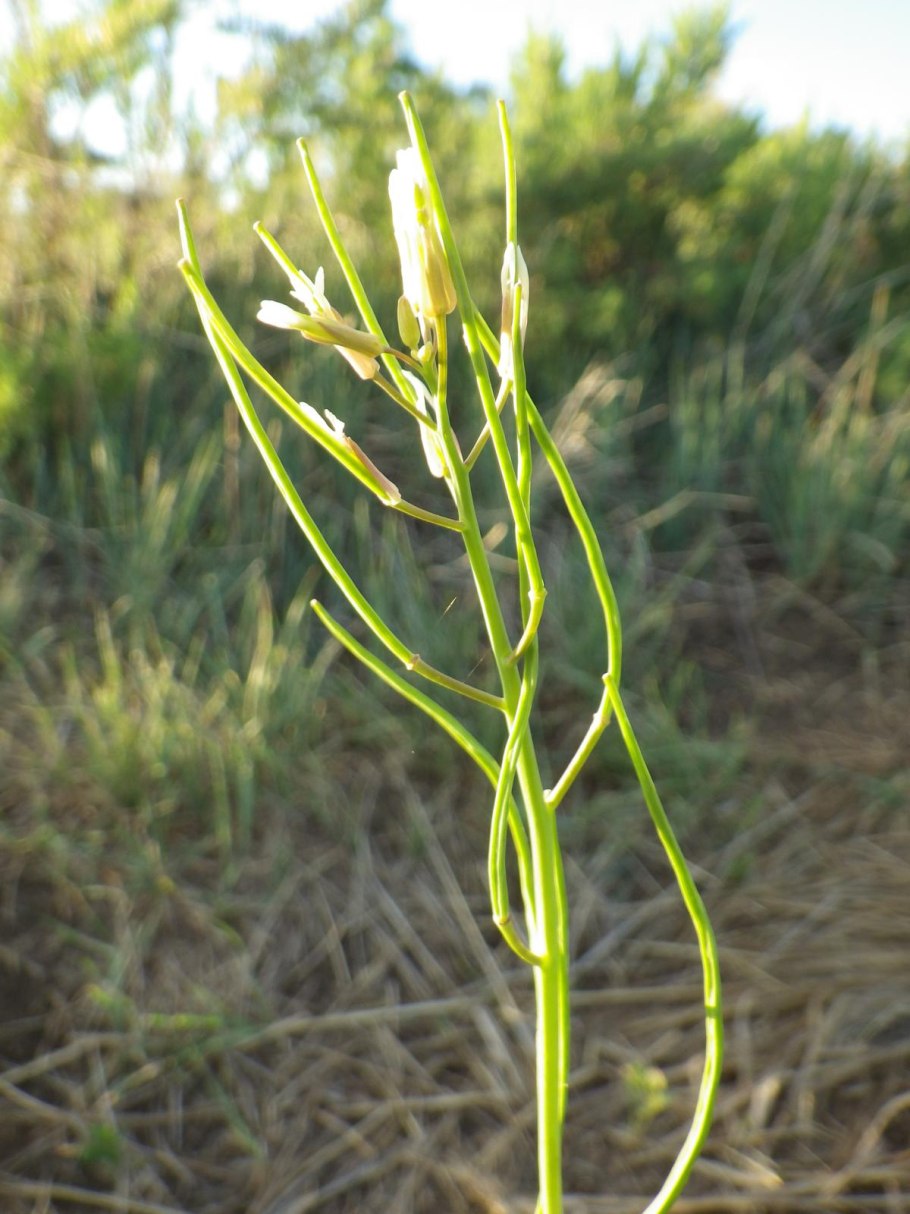 Arabidopsis thaliana