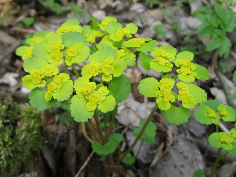 Молочай Euphorbia palustris
