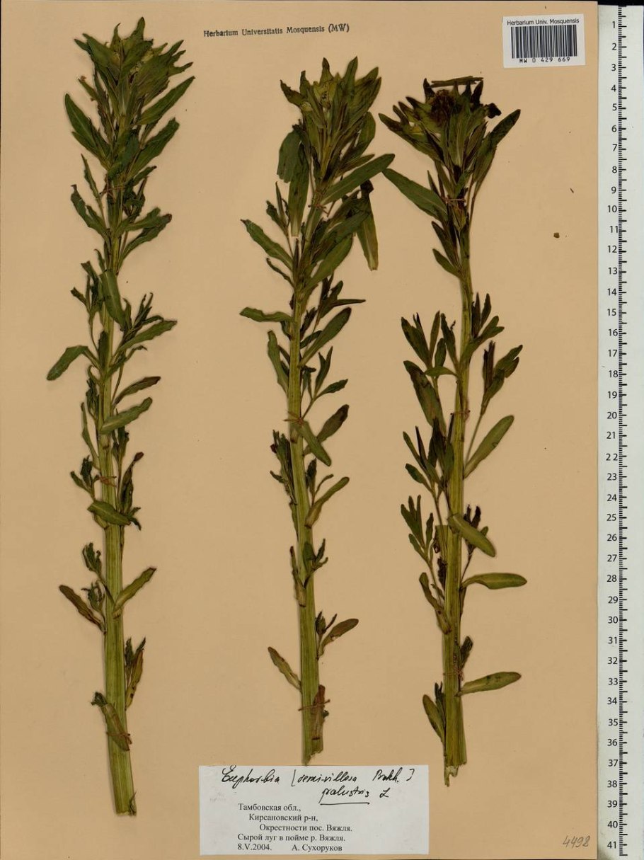 Euphorbia Chamaesyce