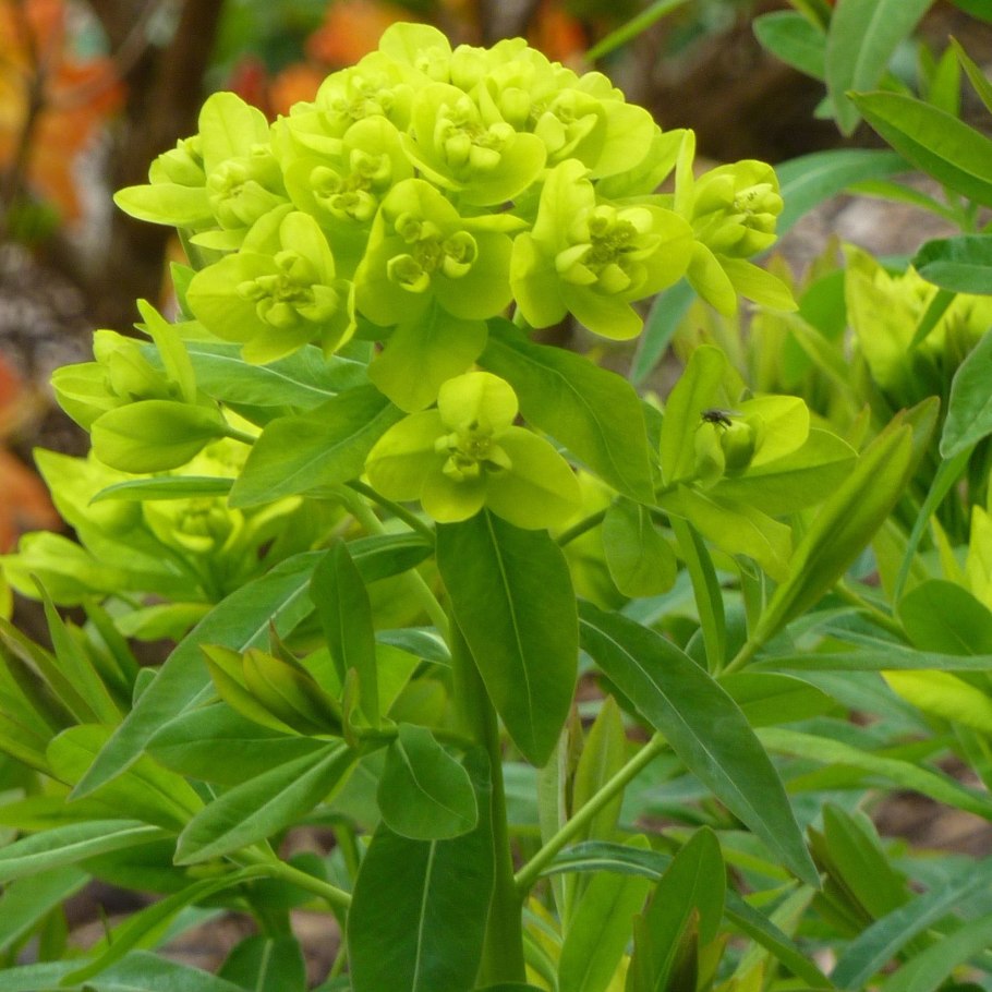 Молочай болотный (Euphorbia palustris)